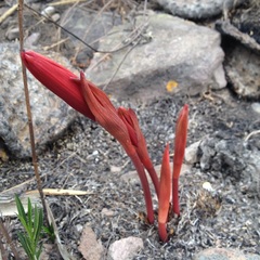Sprekelia formosissima