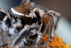 Habronattus clypeatus