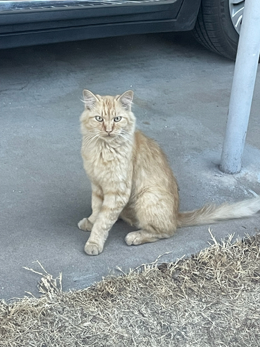 Domestic Cat