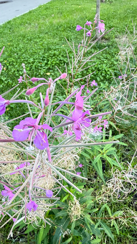 Наблюдение на iNaturalist
