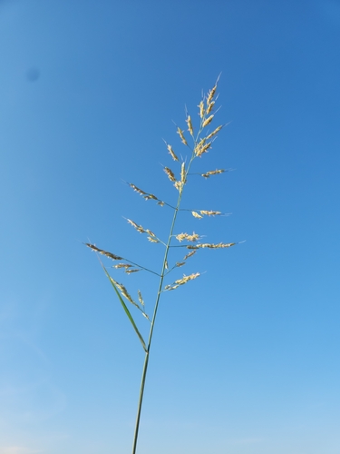 Johnson grass