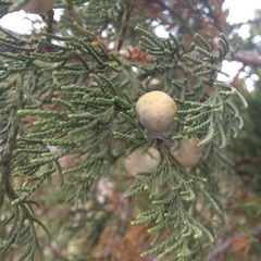 Juniperus deppeana deppeana