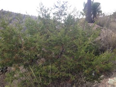 Juniperus deppeana deppeana