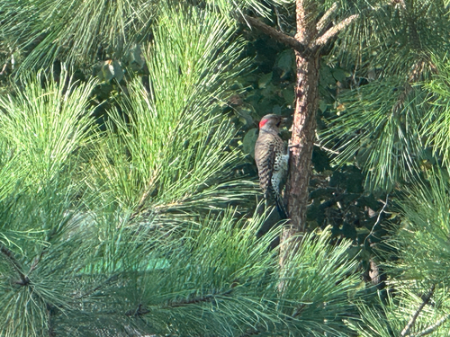 Northern Flicker