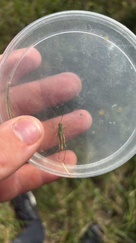 Meadow Grasshopper