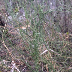 Metastelma angustifolium