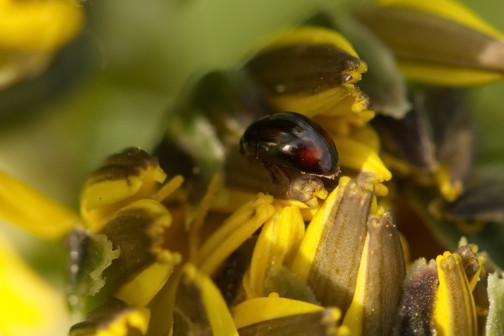 Olibrus bicolor