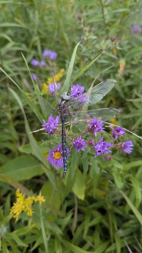 Lance-tipped Darner
