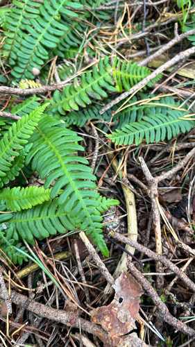 deer fern