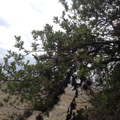 Quercus microphylla