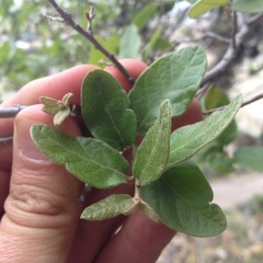 Quercus microphylla