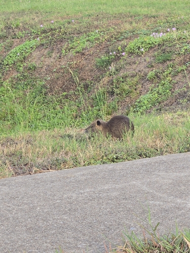 Coypu