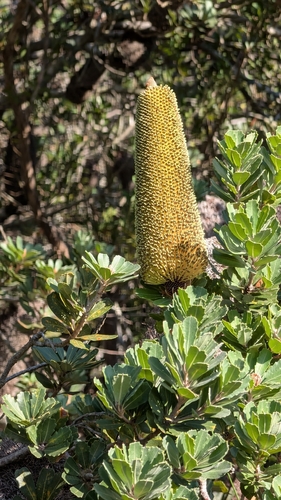 cut-leaf banksia