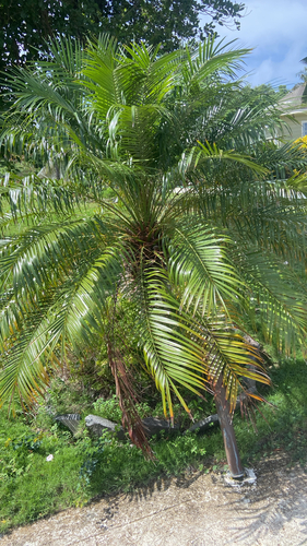 Phoenix roebelenii observed 2026-09-17