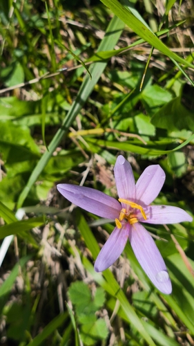 Autumn Crocus