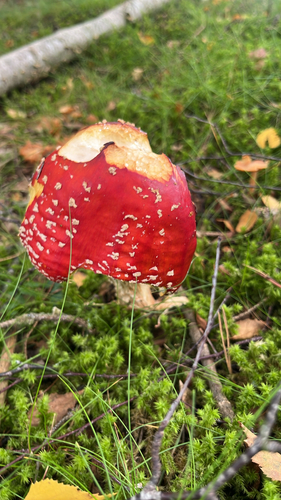 Fly Agaric