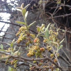 Quercus microphylla