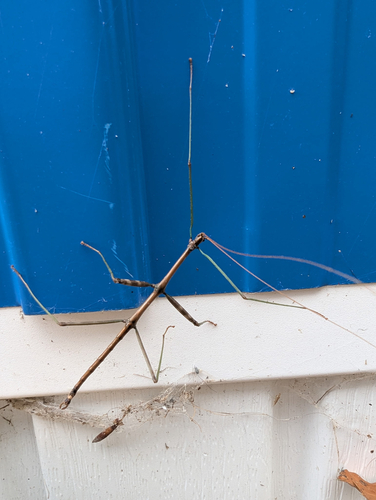 Northern Walkingstick