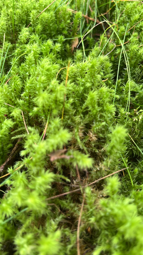 rough goose neck moss
