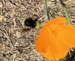 Bombus vosnesenskii