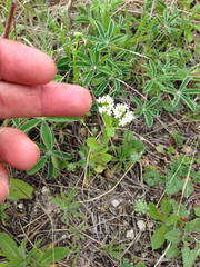 Valerianella