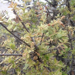 Quercus microphylla