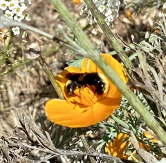 Bombus vosnesenskii