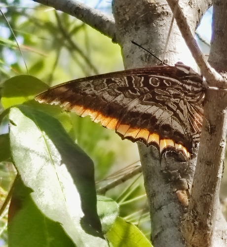 Two-tailed Pasha