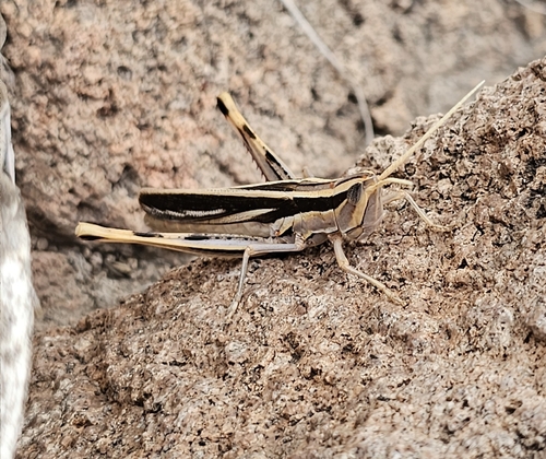 Mermiria texana