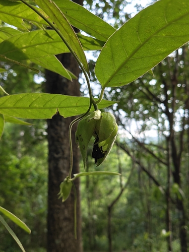 Argyreia breviscapa, 2026-09-12