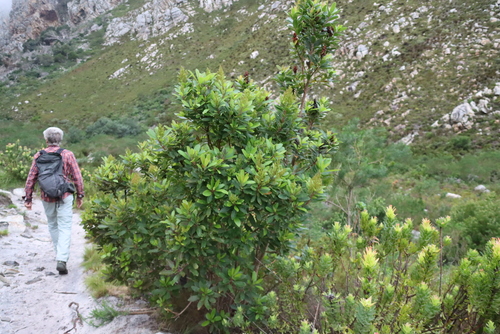 Laurophyllus capensis, photograph 3