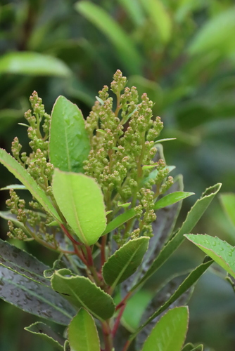 Laurophyllus capensis, photograph 4