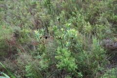 Leucadendron spissifolium