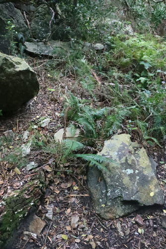 Blechnum punctulatum, photograph 3
