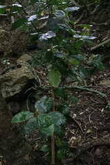 Curtisia dentata