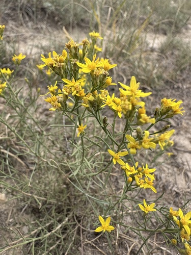 Gutierrezia sarothrae, photograph 1