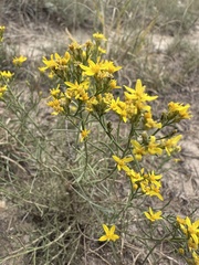 Gutierrezia sarothrae, photograph (c) Aiva Noringseth, some rights reserved (CC BY)