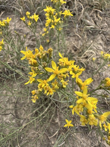 Gutierrezia sarothrae, photograph 2