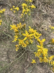 Gutierrezia sarothrae, photograph (c) Aiva Noringseth, some rights reserved (CC BY)