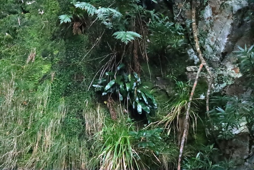 Elaphoglossum latifolium observed 2026-09-11