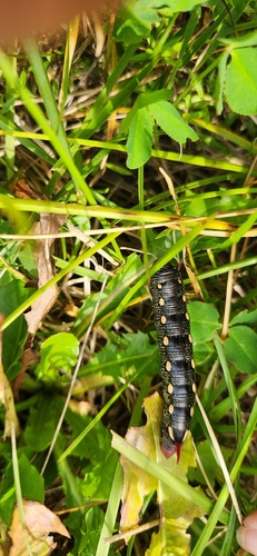 Bedstraw Hawkmoth