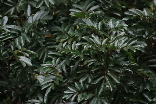 Cunonia capensis, photograph 4