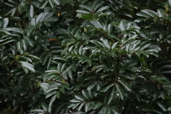 Cunonia capensis, photograph (c) Tony Rebelo, some rights reserved (CC BY-SA)