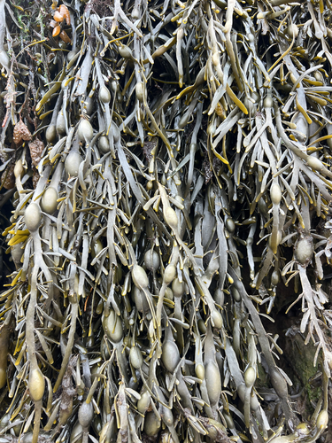 Knotted Wrack