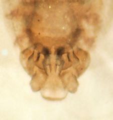 Peripsocus subfasciatus