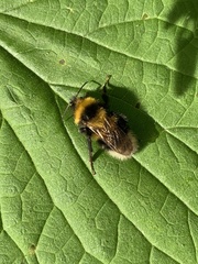 Bombus hortorum