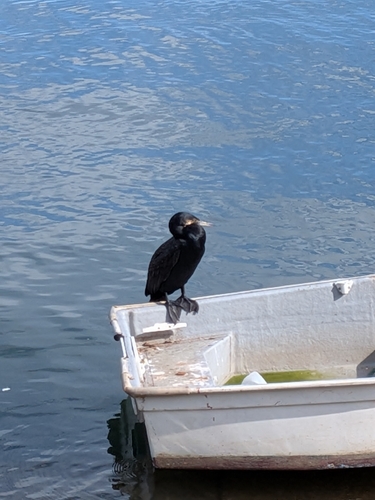 Great Cormorant