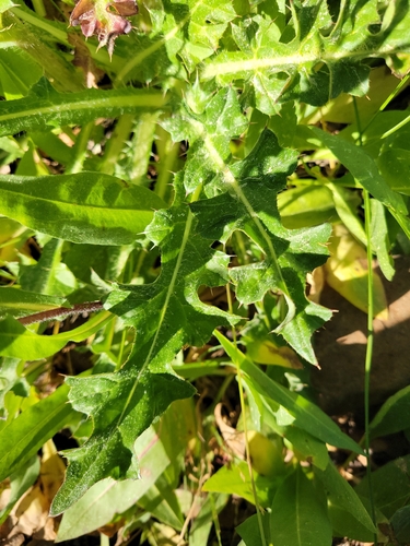 iNaturalist observation photo of Plume Thistles