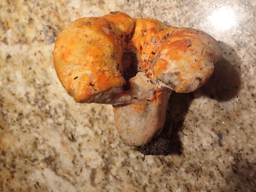 lobster mushroom