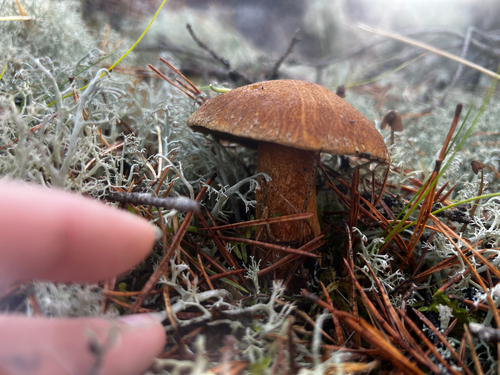 Velvet Bolete